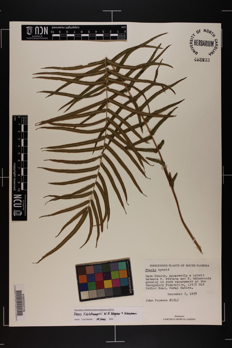 Brake Fern photo 4