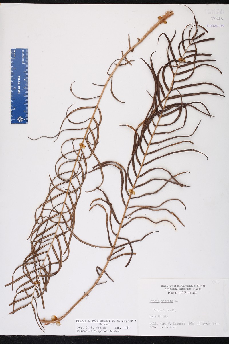 Brake Fern photo 5