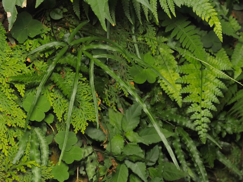 Pteris × namegatae