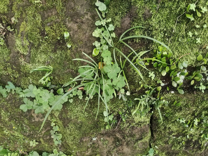 Pteris × namegatae photo 2