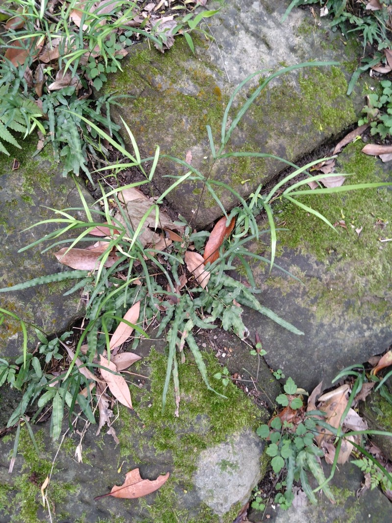 Pteris × namegatae photo 3
