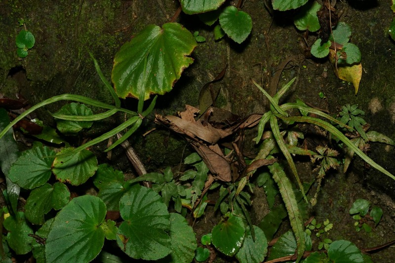 Pteris × namegatae photo 4