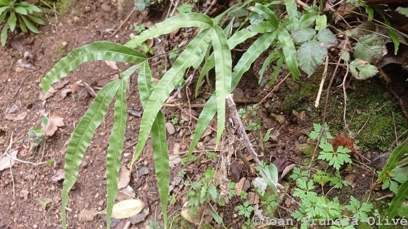 Pteris × pseudosefuricola