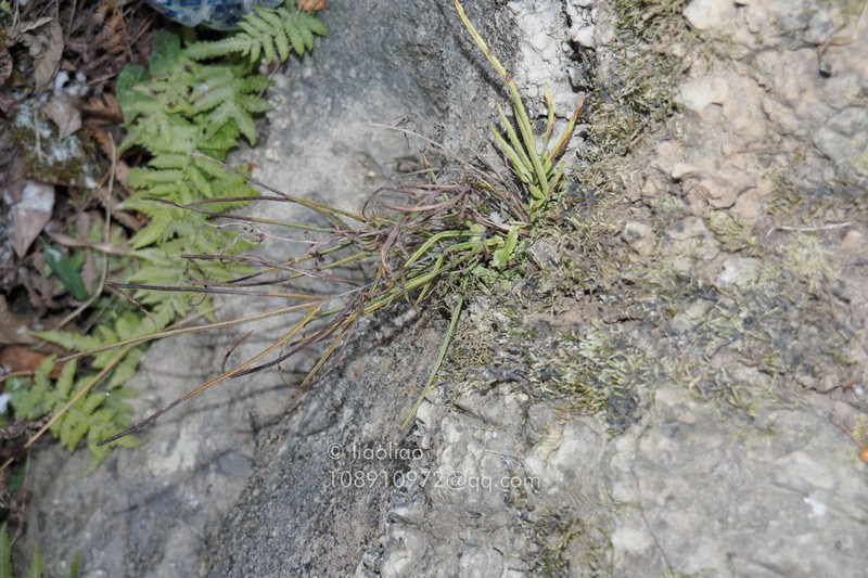 Pteris actiniopteroides photo 2