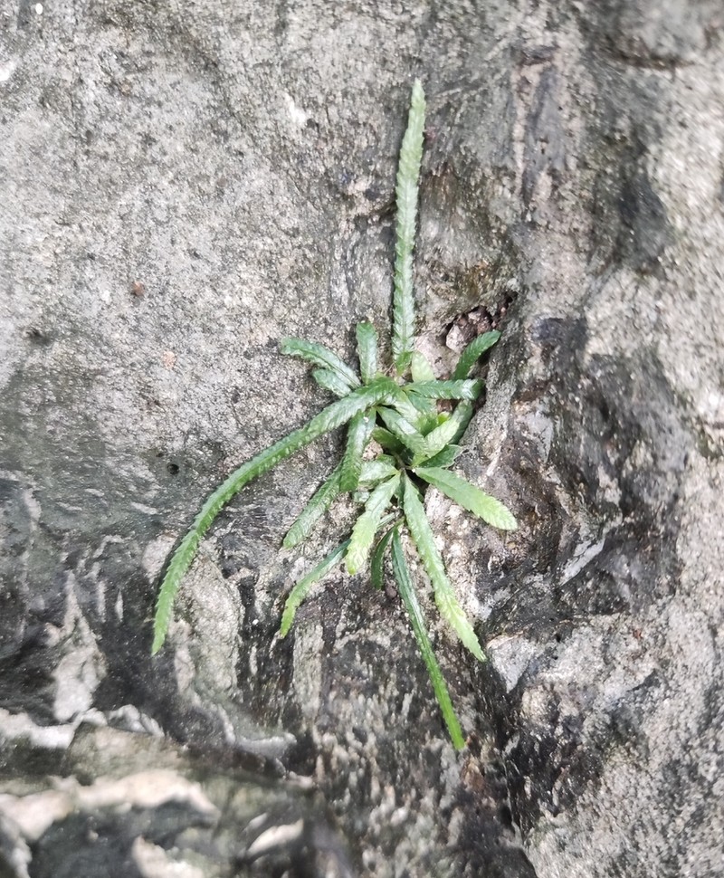 Pteris actiniopteroides photo 3