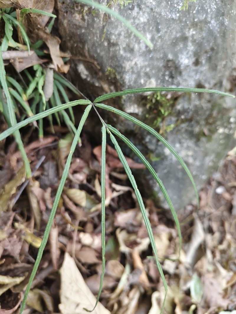 Pteris actiniopteroides photo 4