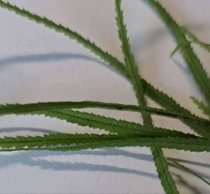 Pteris actiniopteroides photo 5