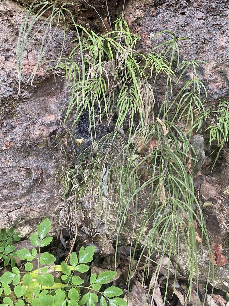 Pteris actiniopteroides photo 6