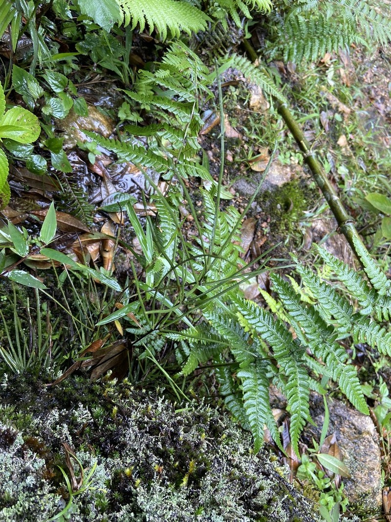 Pteris actiniopteroides photo 7
