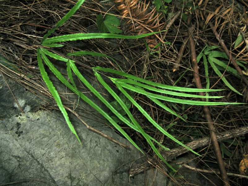 Pteris actiniopteroides photo 8