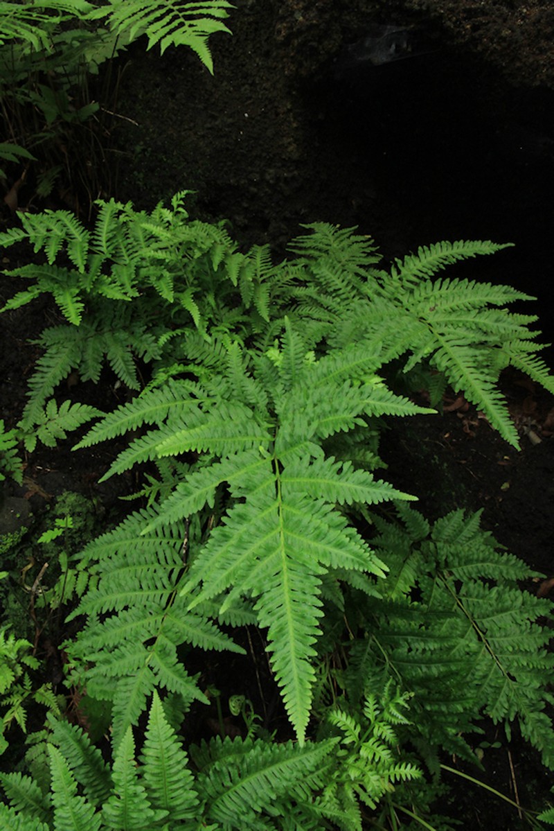 Pteris adscensionis photo 3