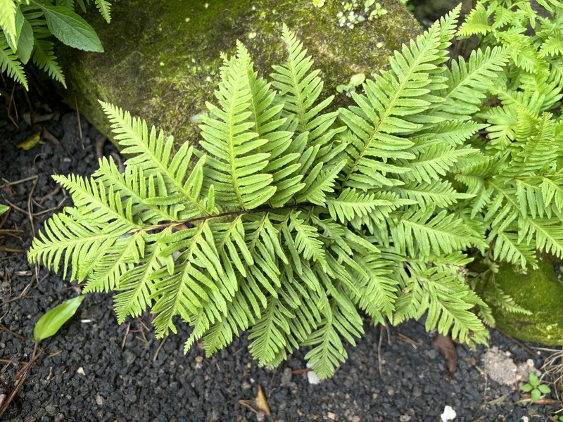 Pteris adscensionis photo 4