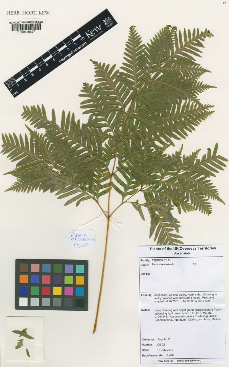 Pteris adscensionis photo 6