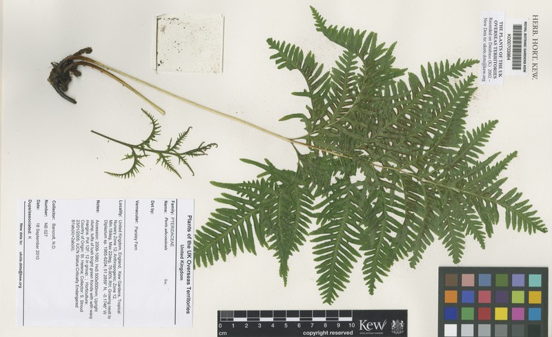 Pteris adscensionis photo 7