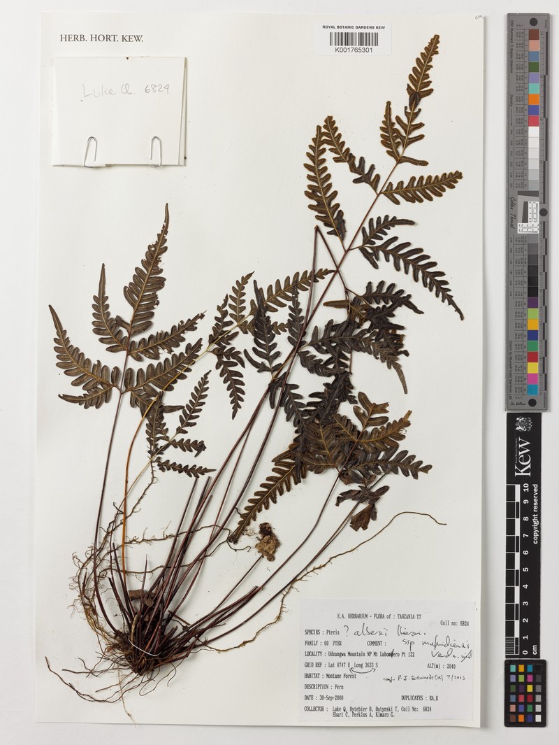Pteris albersii photo 2
