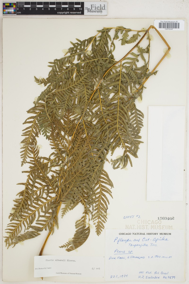 Pteris albersii photo 3