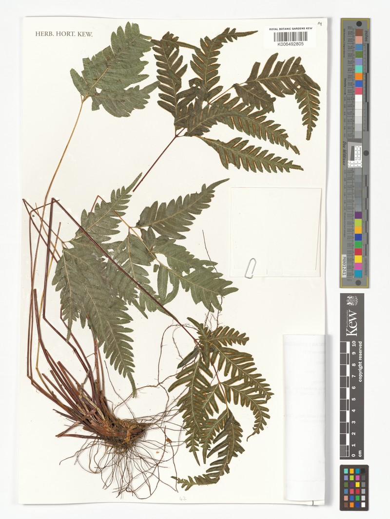 Pteris albersii subsp. mufindiensis