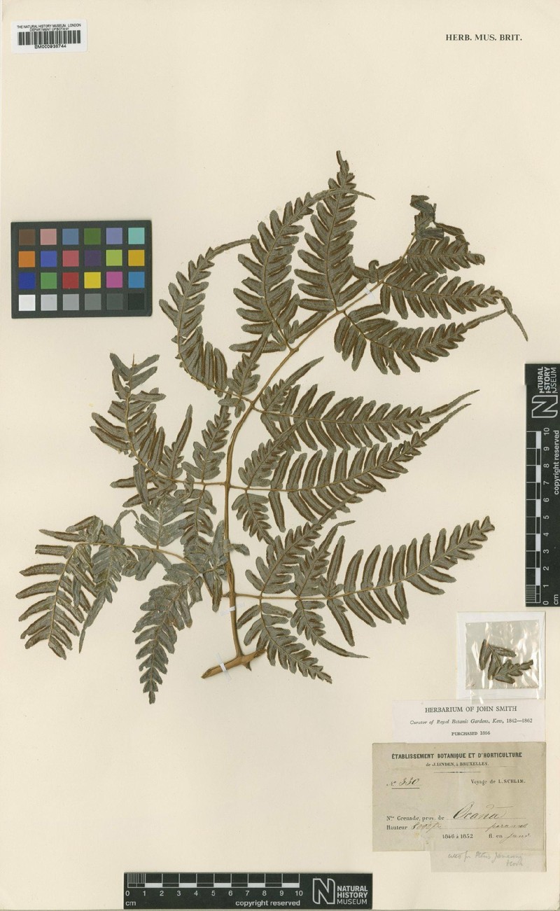 Pteris albertiae