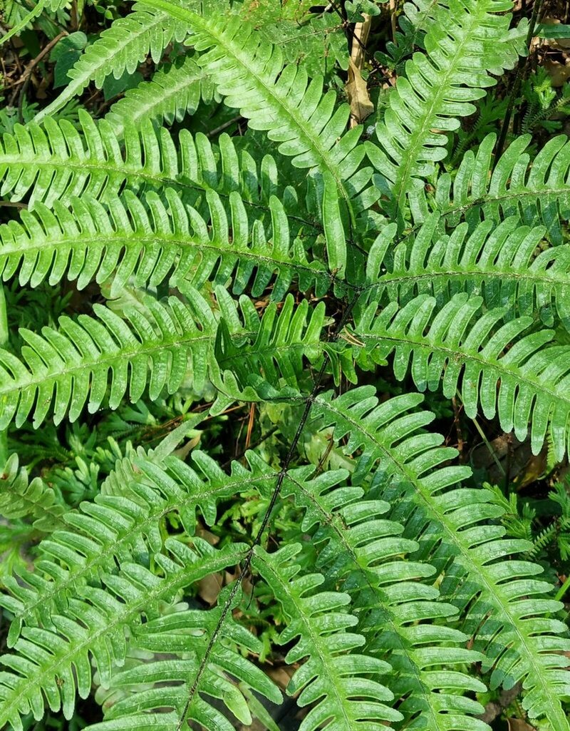 Pteris amoena