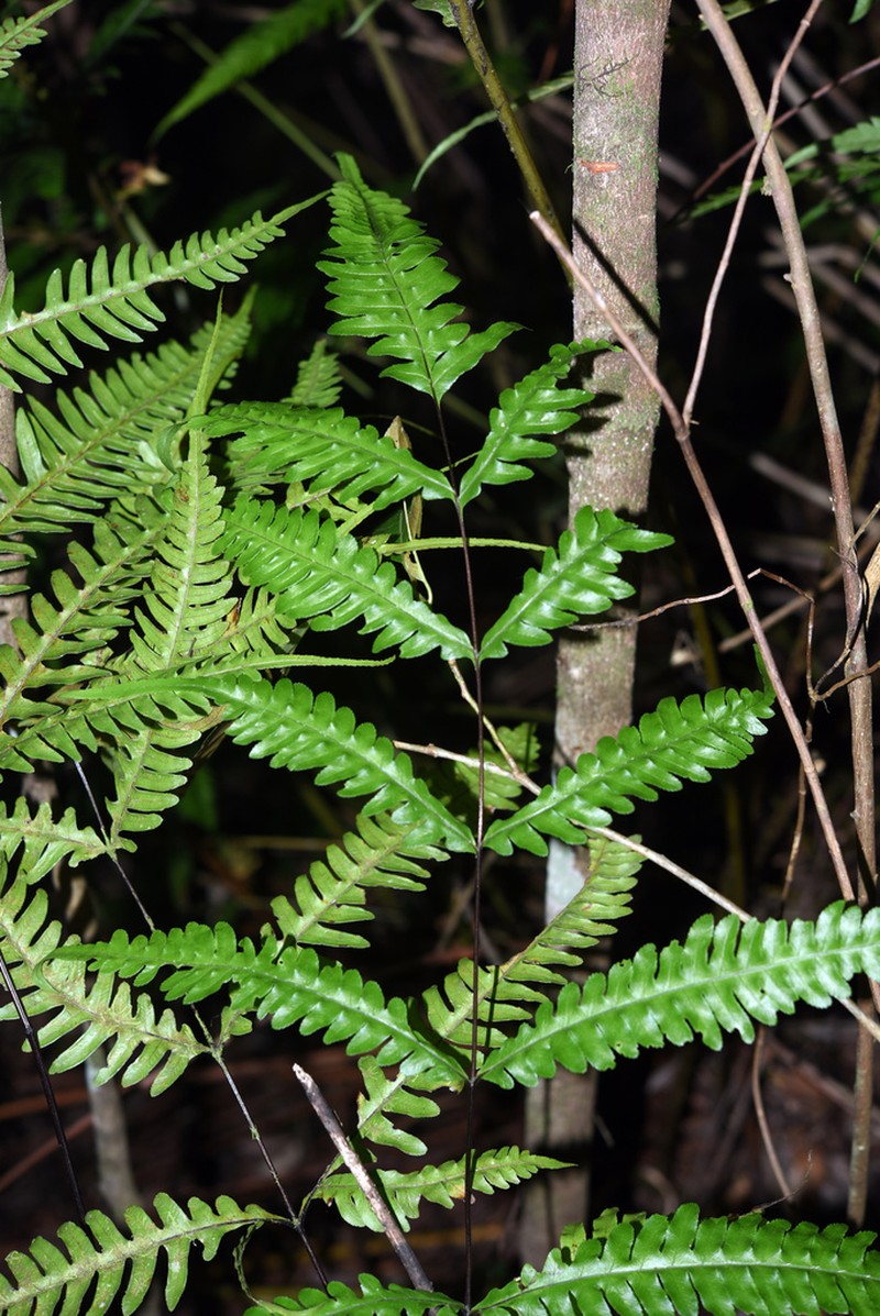 Pteris amoena photo 2