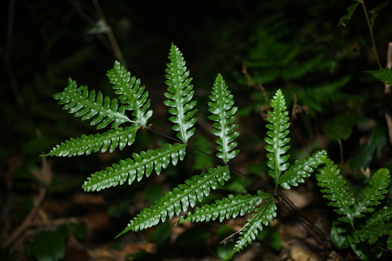 Pteris amoena photo 3