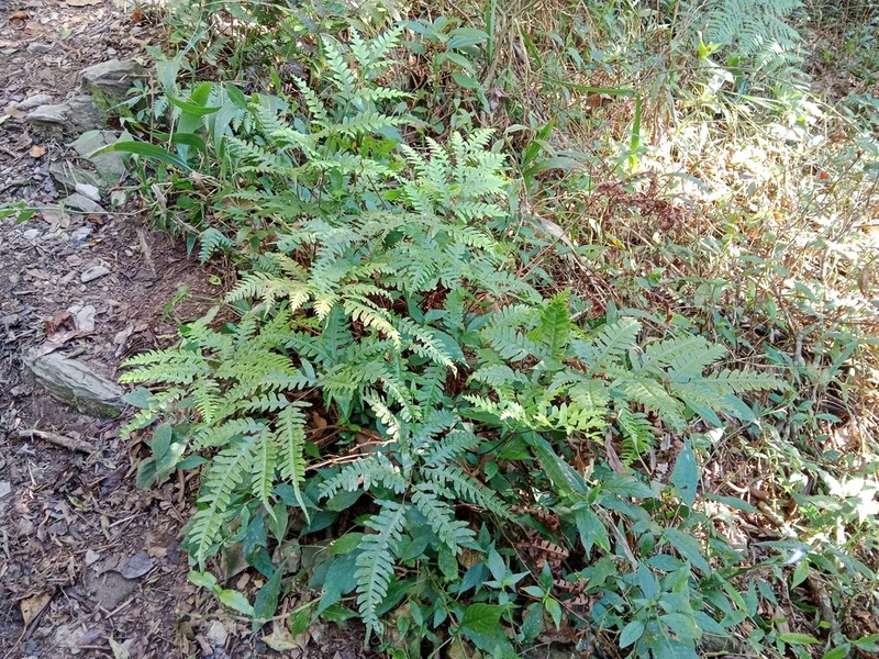 Pteris amoena photo 4