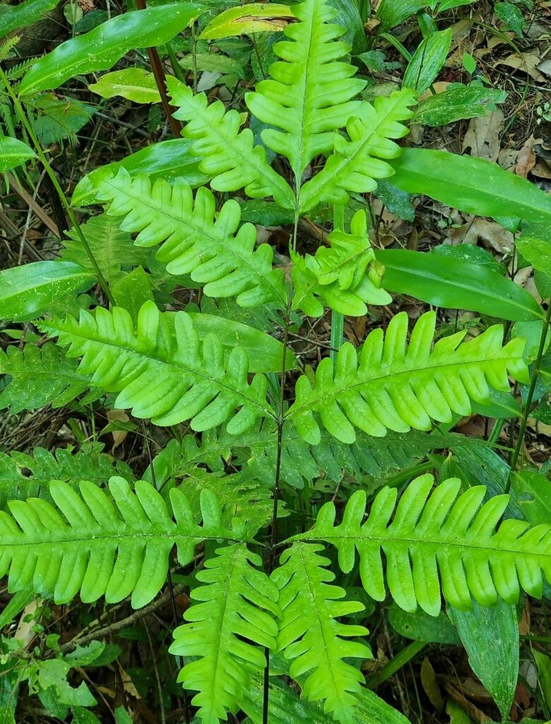 Pteris amoena photo 5