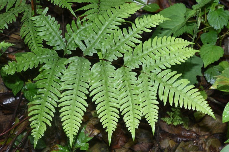 Pteris amoena photo 6