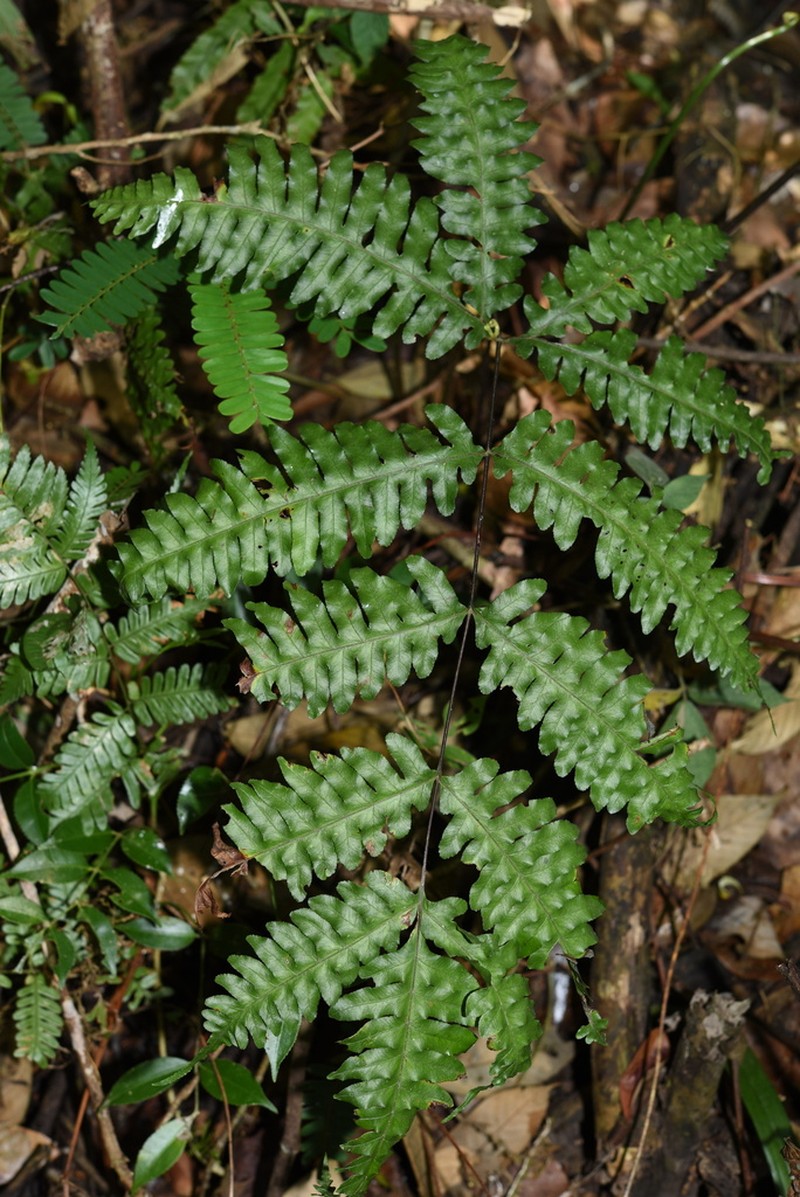 Pteris amoena photo 7