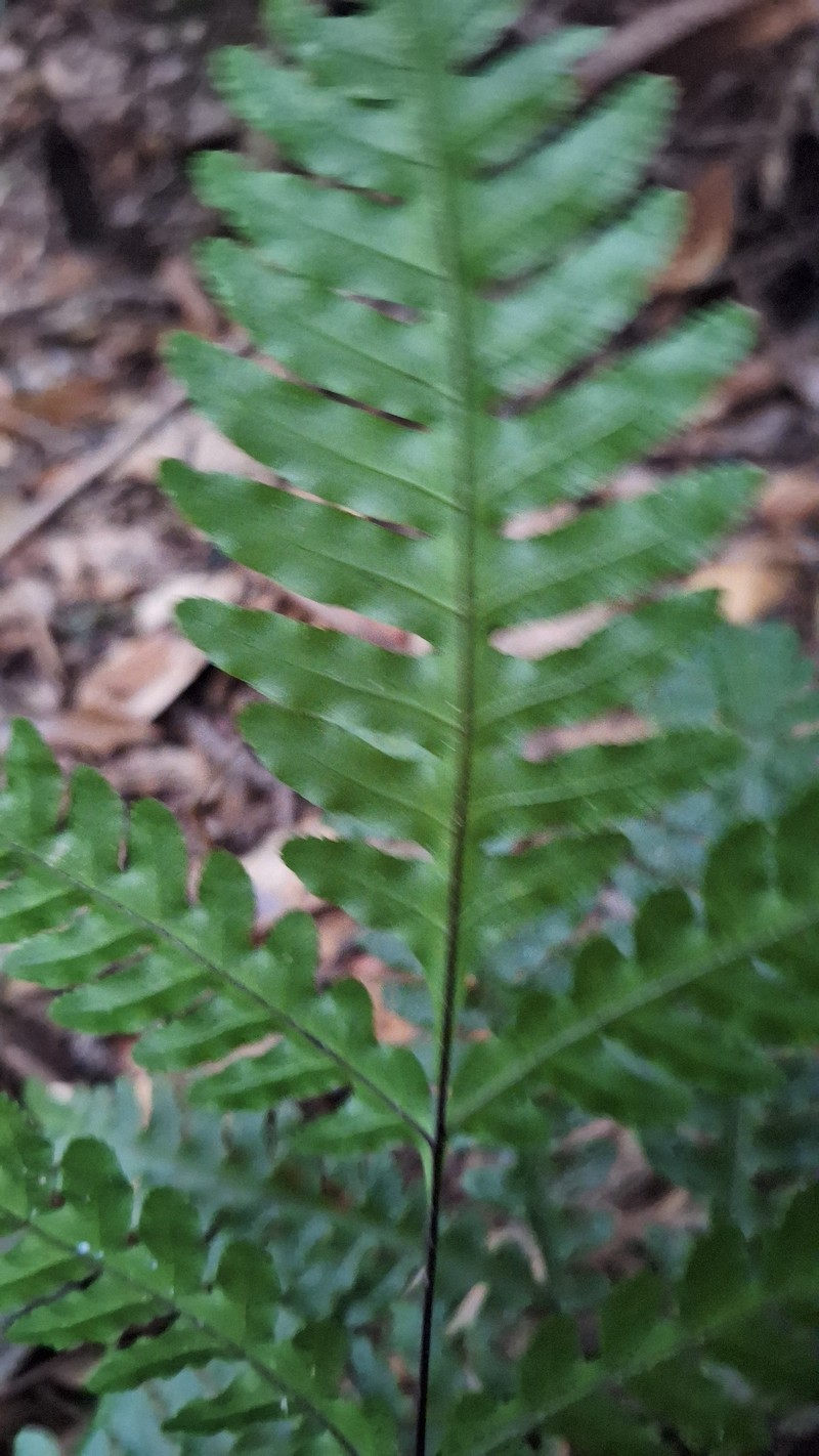 Pteris amoena photo 8