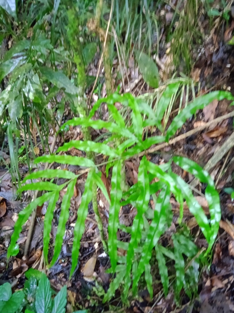 Pteris angustata