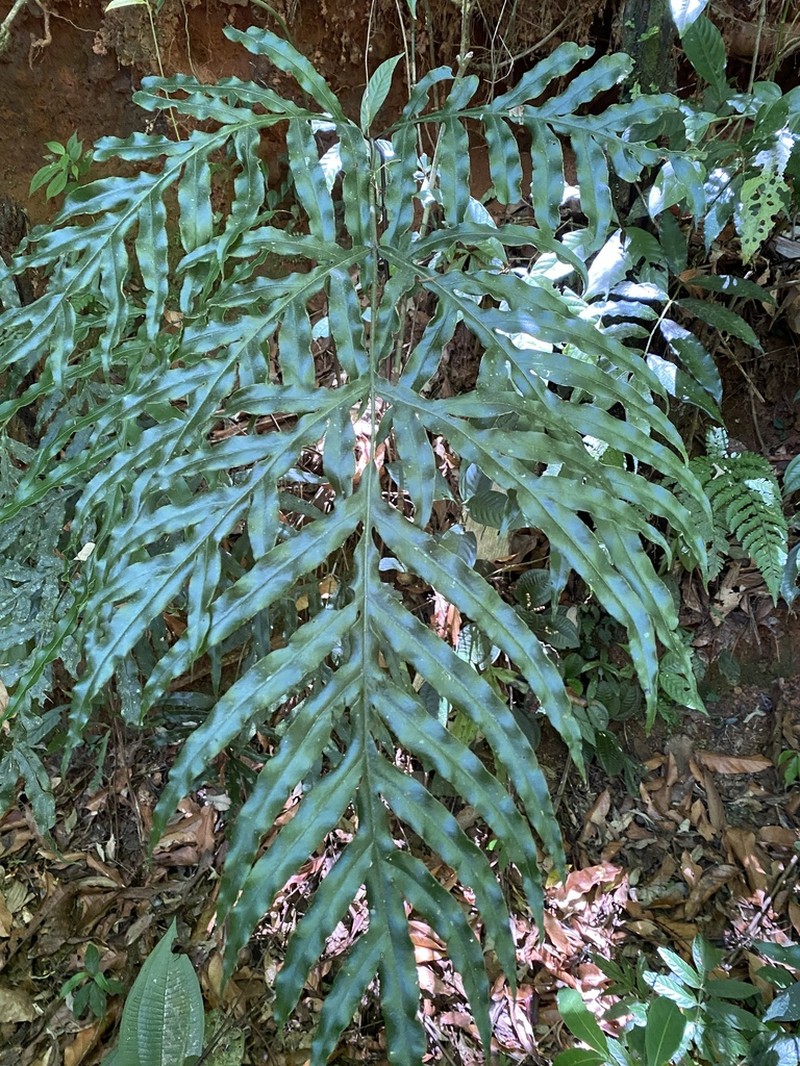 Pteris angustata photo 2