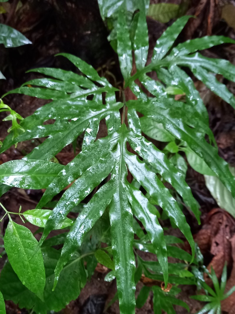 Pteris angustata photo 5