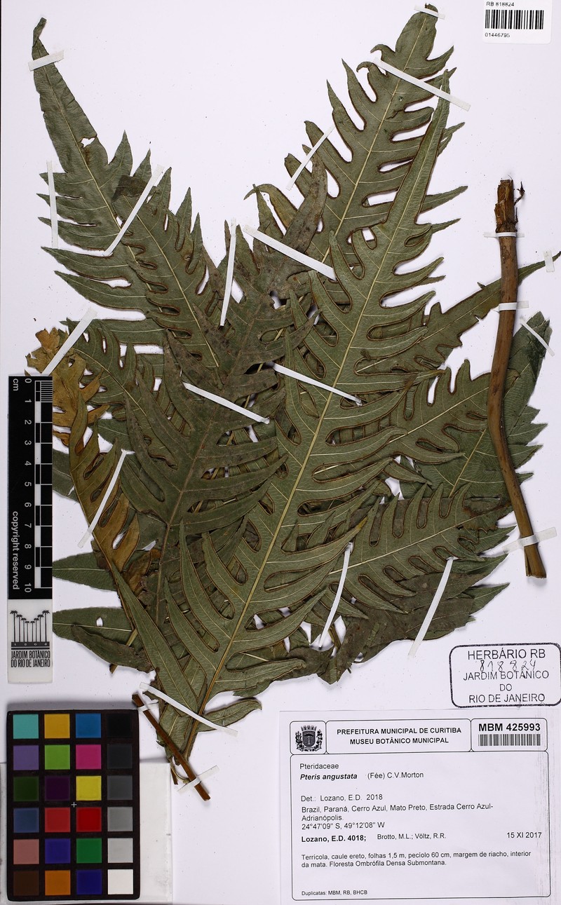 Pteris angustata photo 6