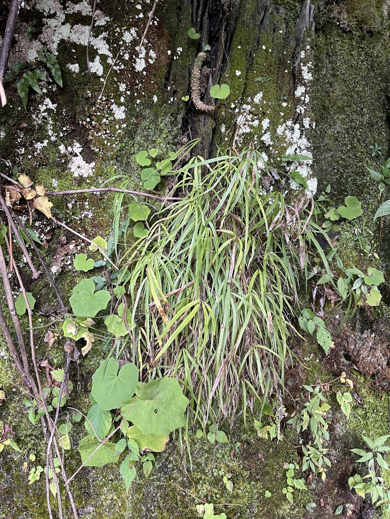 Pteris angustipinna photo 3