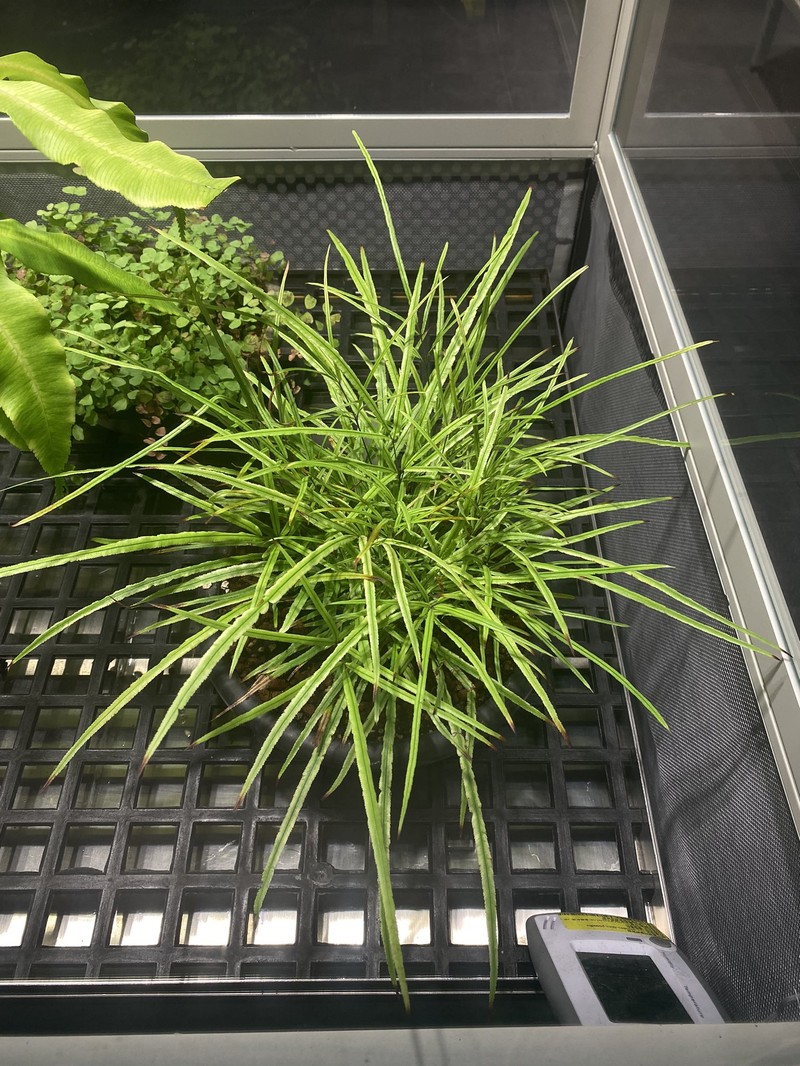 Pteris angustipinna
