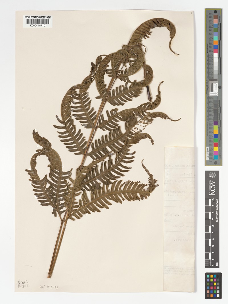 Pteris appendiculifera