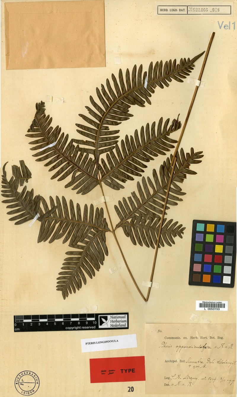 Pteris appendiculifera photo 2