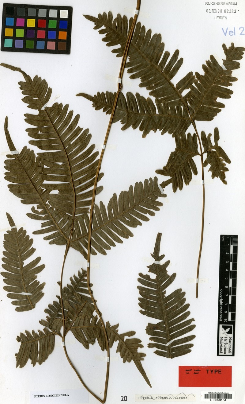 Pteris appendiculifera photo 3