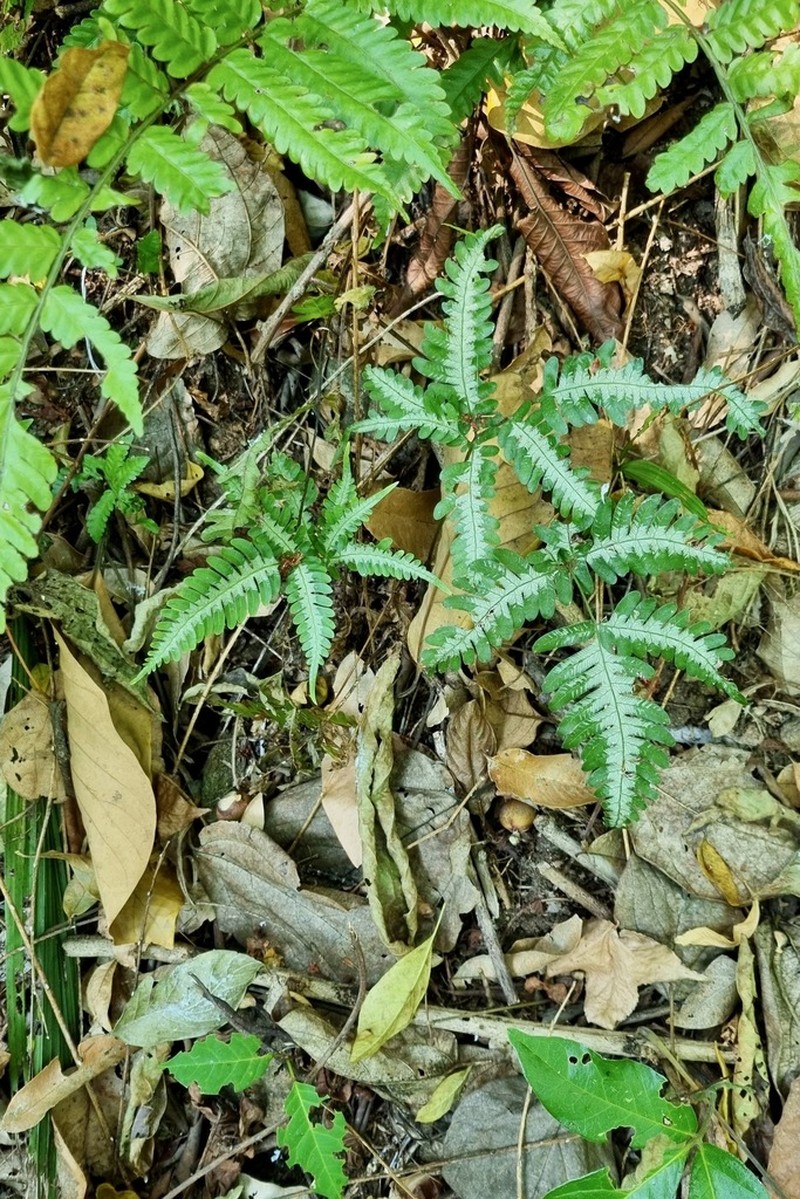 Pteris argyraea