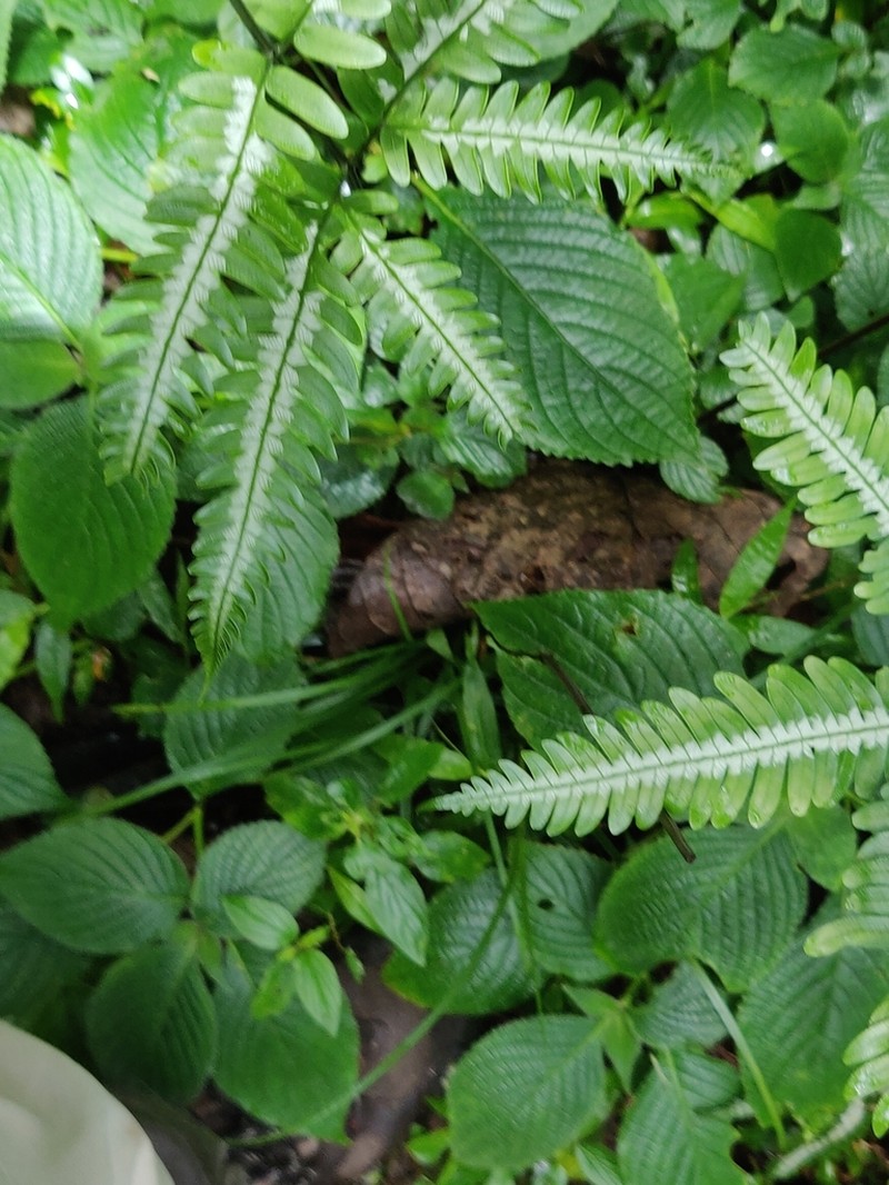Pteris argyraea photo 2