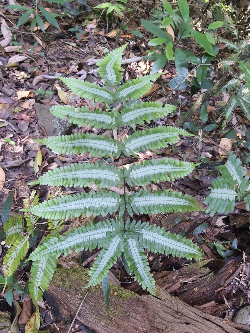 Pteris argyraea photo 3