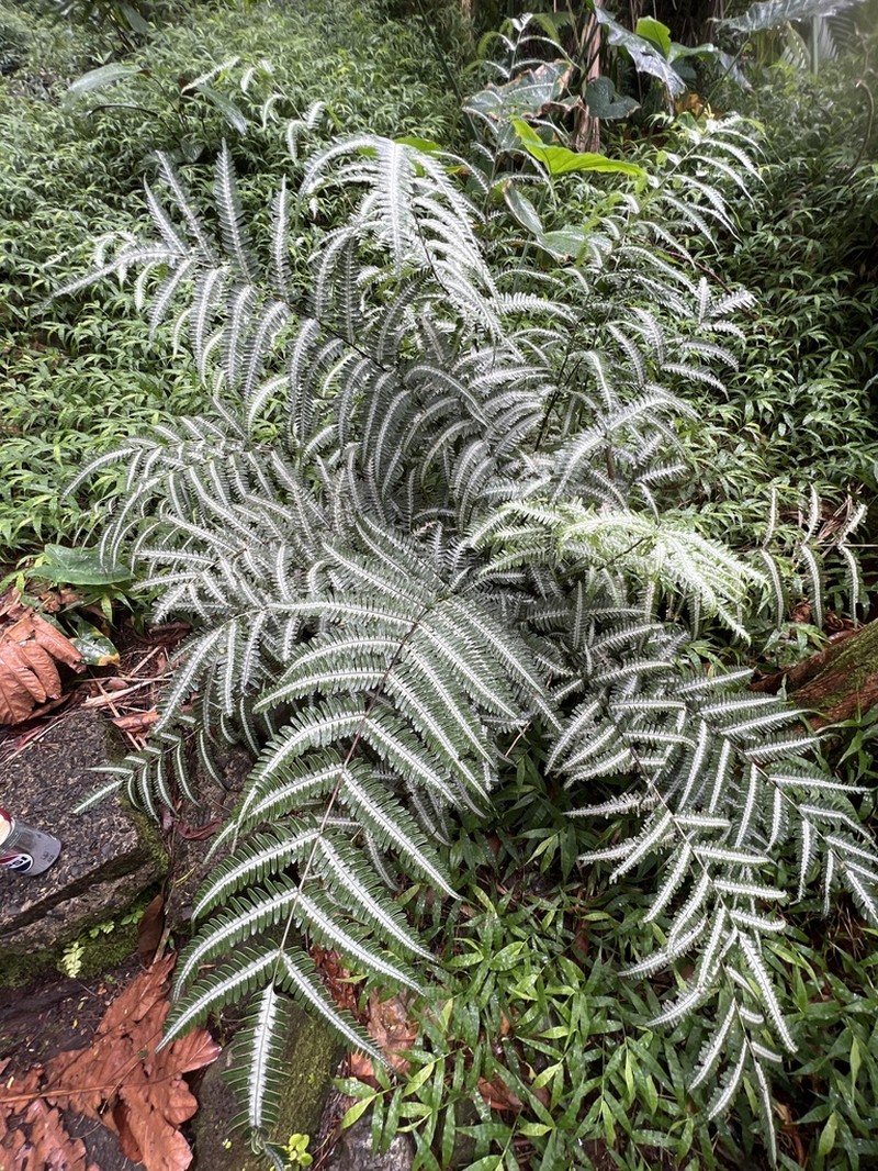 Pteris argyraea photo 4