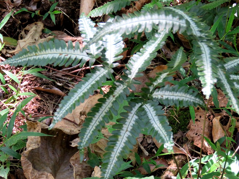 Pteris argyraea photo 5
