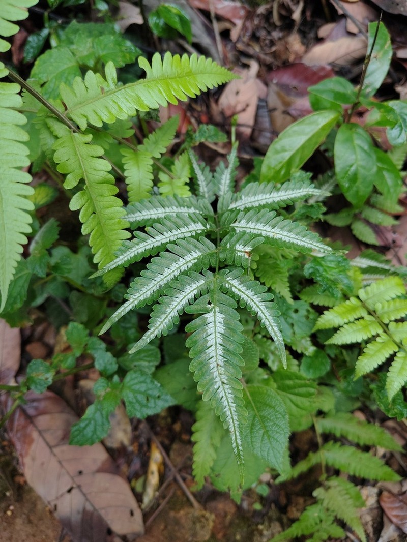 Pteris argyraea photo 6