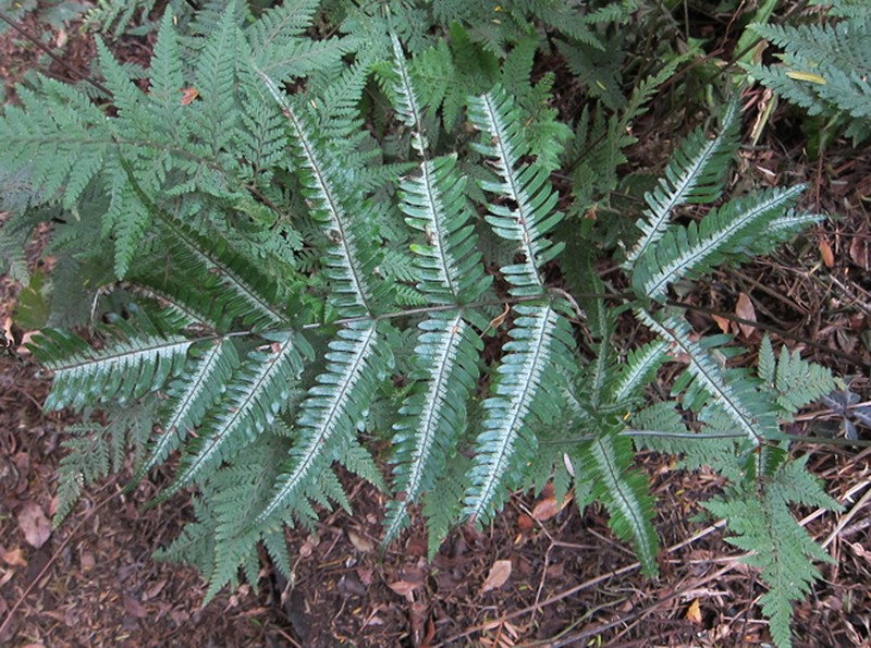 Pteris argyraea photo 7