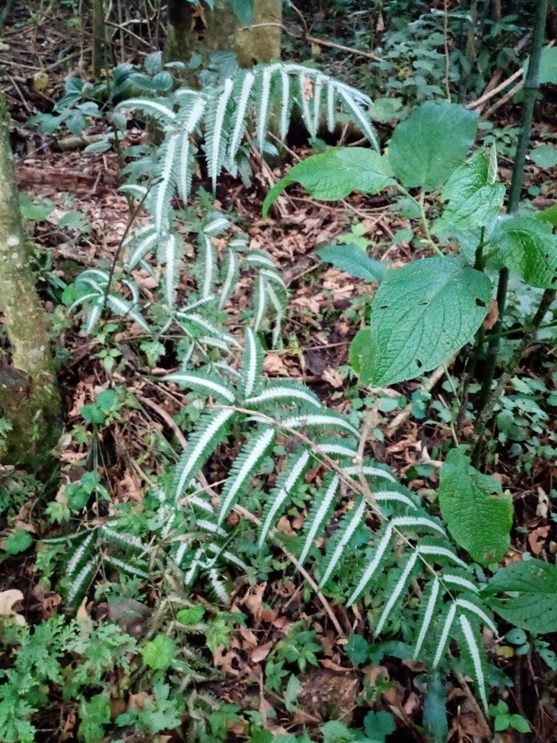 Pteris argyraea photo 8