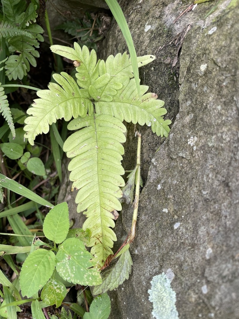 Pteris arisanensis