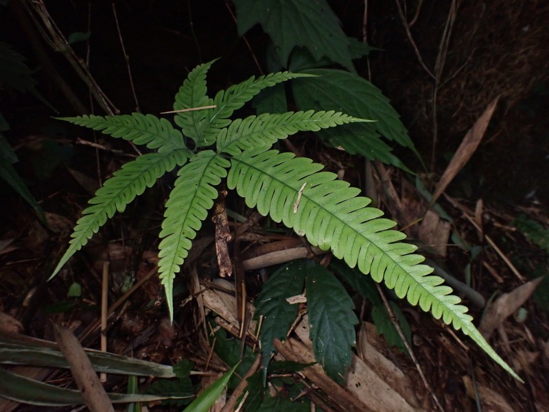Pteris arisanensis photo 2