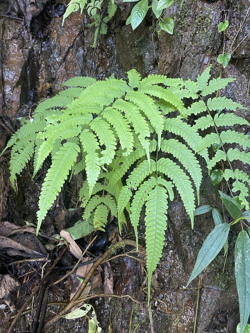 Pteris arisanensis photo 3